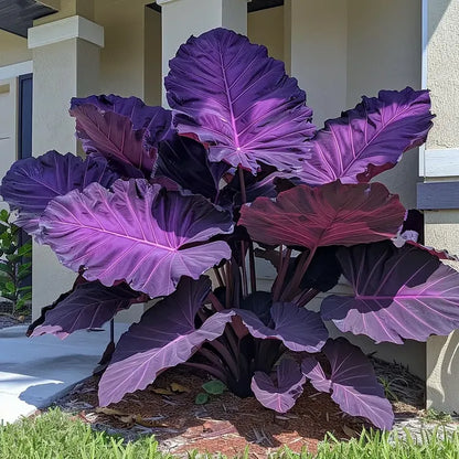 🌈 Giant Caladium Bulbs 🎊The color wizard that creates a dream garden 🌿✨