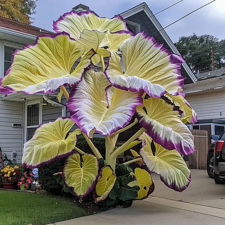 🌈 Giant Caladium Bulbs 🎊The color wizard that creates a dream garden 🌿✨